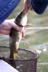 鯉と金魚の釣り堀　森屋荘