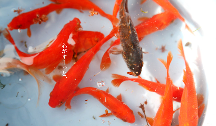 八王子　釣り堀　森屋荘